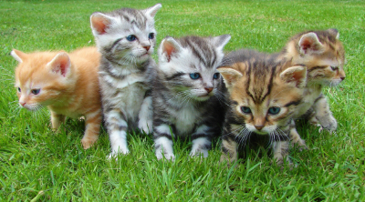 5 ittle wittle baby cats.